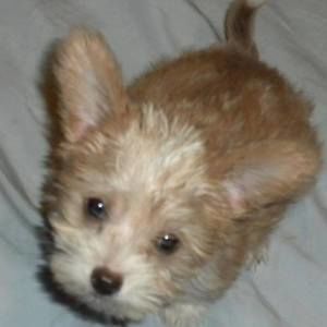 Meet your Posher, Alan